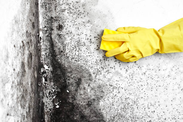 Best Mold Remediation  in Virginia Gardens, FL