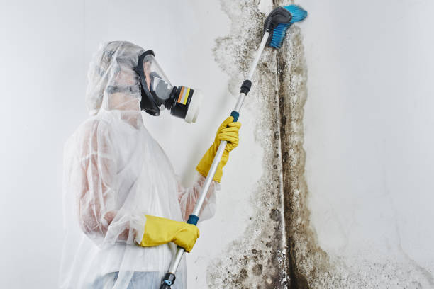 Best Residential Mold Removal  in Virginia Gardens, FL