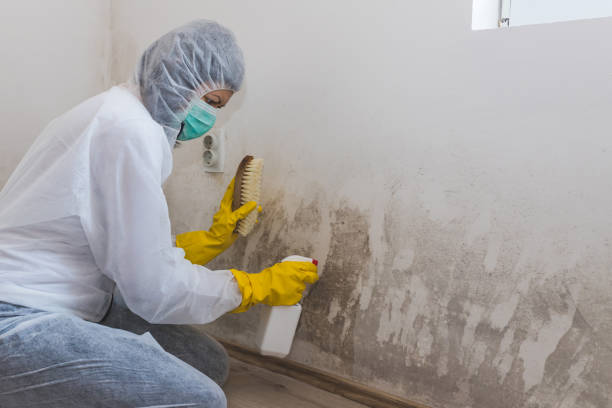 Best Office Mold Removal Services  in Virginia Gardens, FL
