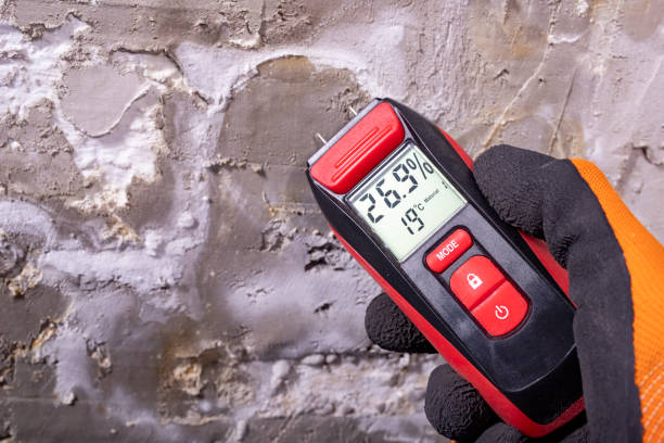 Best Fast Mold Removal  in Virginia Gardens, FL