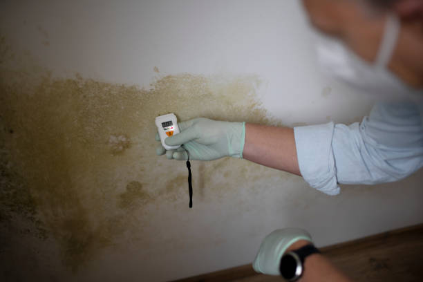 Best Mold Removal and Inspection  in Virginia Gardens, FL