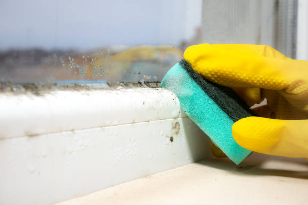 Trusted Virginia Gardens, FL Mold Removal Experts