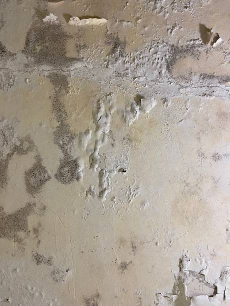 Best Local Mold Removal Service  in Virginia Gardens, FL