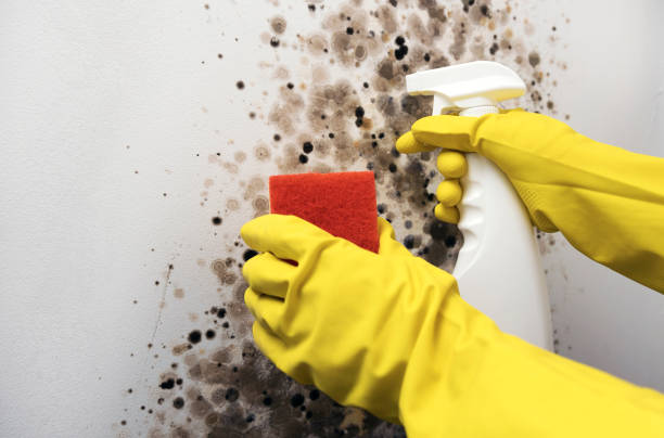 Best Toxic Mold Removal  in Virginia Gardens, FL