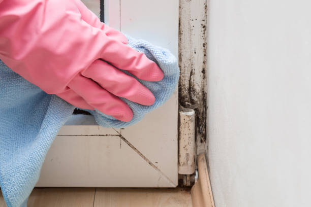 Best Mold Damage Repair  in Virginia Gardens, FL